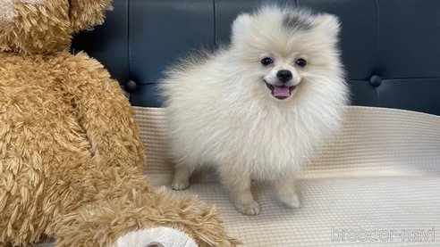 成約済の兵庫県のポメチワ:ポメラニアン×チワワ-323684の6枚目